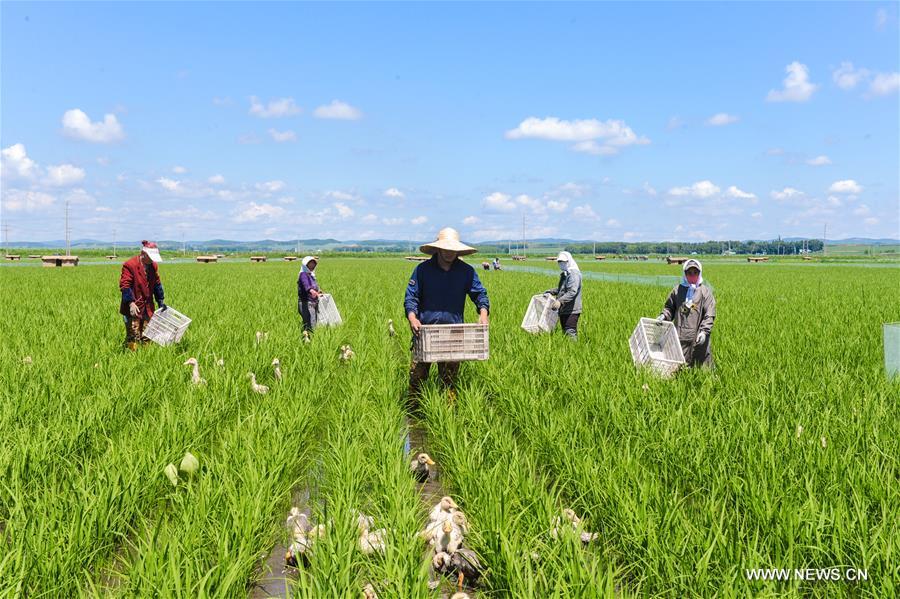 Introducen sistema de cultivo ecológico en Heilongjiang