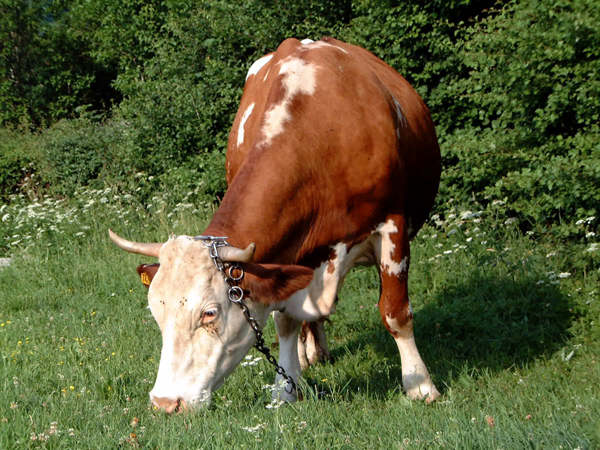 Unos científicos indios encuentran oro en la orina de vaca