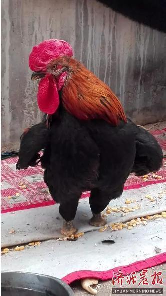 Un gallo de arranca la otra pata para seguir caminando