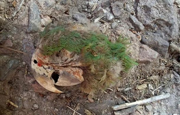 Hallan por primera vez guacamaya bandera momificada en sitio funerario mexicano