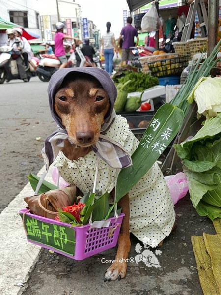 Un perro taiwanés se convierte en la sensación de internet