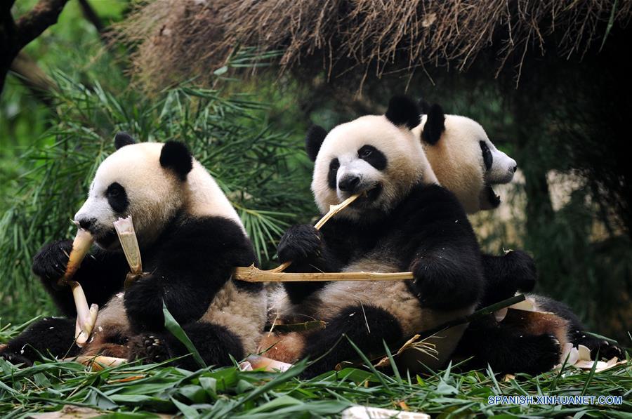 únicos pandas trillizos sobreviviente en el mundo