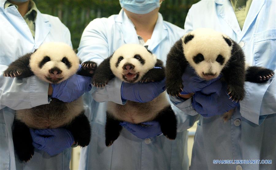 Imagen del 18 de septiembre de 2014 de cuidadores sosteniendo a los trillizos de panda gigante, Mengmeng, Shuaishuai y Kuku, en Guangzhou, capital de la provincia de Guangdong, en el sur de China. Una fiesta para celebrar el segundo cumplea?os de los únicos trillizos sobrevivientes del mundo, que nacieron el 29 de julio de 2014 en Guangzhou, se llevó a cabo en el Parque de Safari Chimelong el viernes. (Xinhua/Liu Dawei)