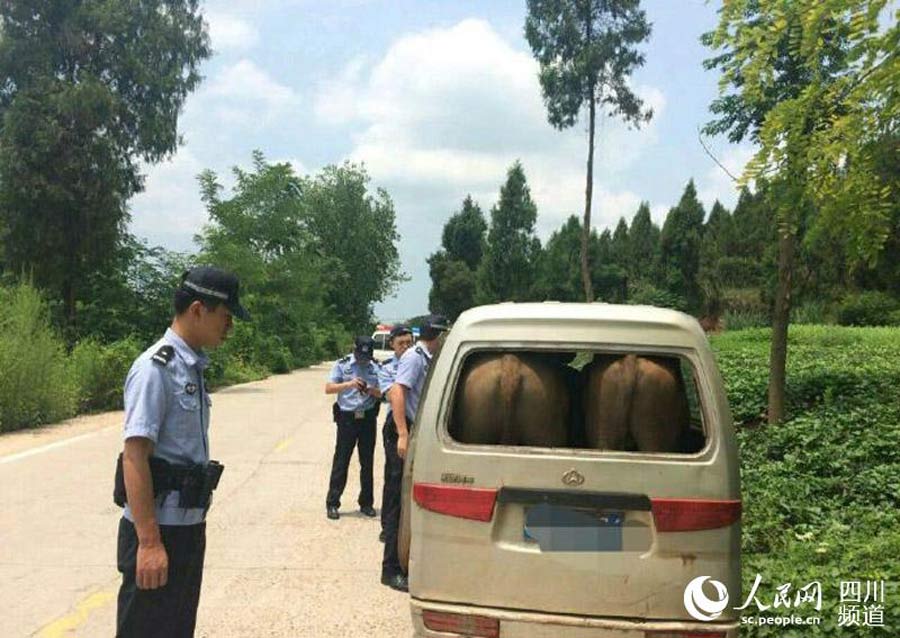 Policía intercepta furgoneta con dos bueyes