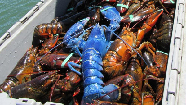 Un pescador encuentra un bogavante azul zafiro