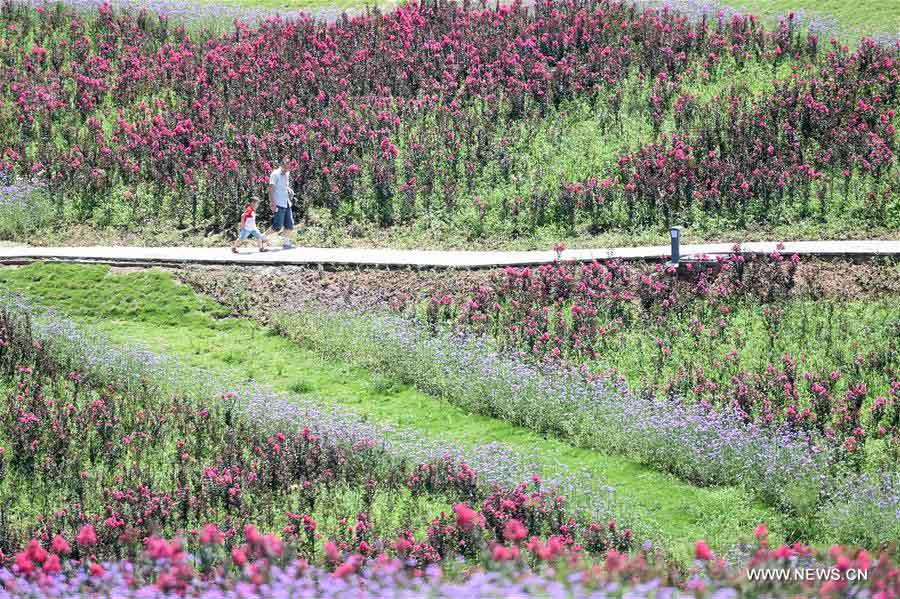 La gente disfruta de las flores en el Valle Qijianghengshan