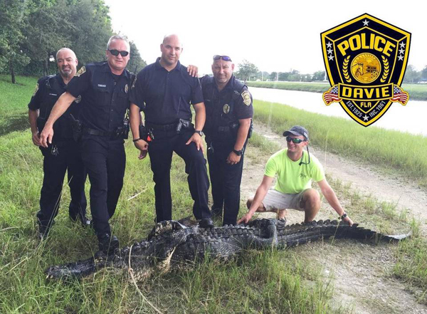 Capturan caimán de 11 pies cerca de dos escuelas en Broward