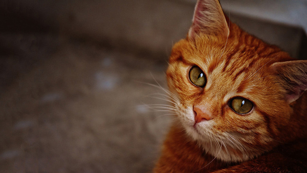 Un gato sobrevive 32 días bajo los escombros tras el sismo en Italia