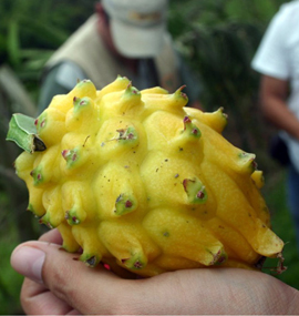 La quinua y la pitahaya aspiran a ocupar la mesa de los chinos