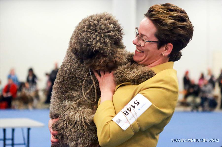 Finlandia celebra competencia de perros