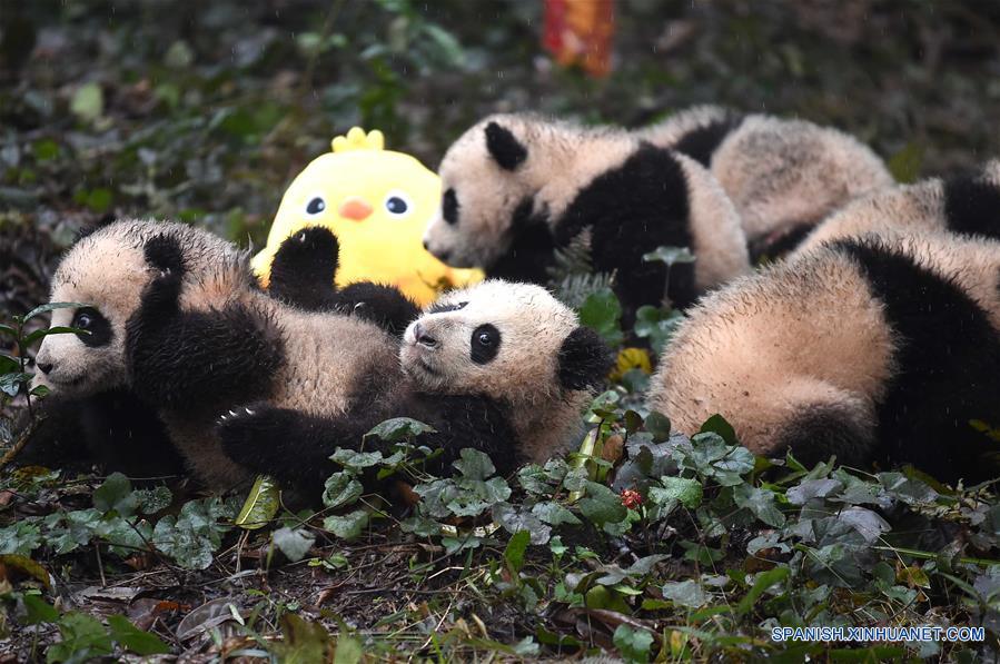 Pandas posan para felicitaciones de A?o Nuevo Lunar en China