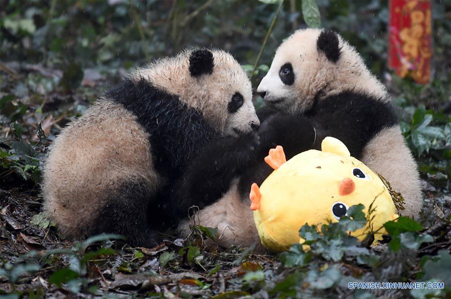 Pandas posan para felicitaciones de A?o Nuevo Lunar en China