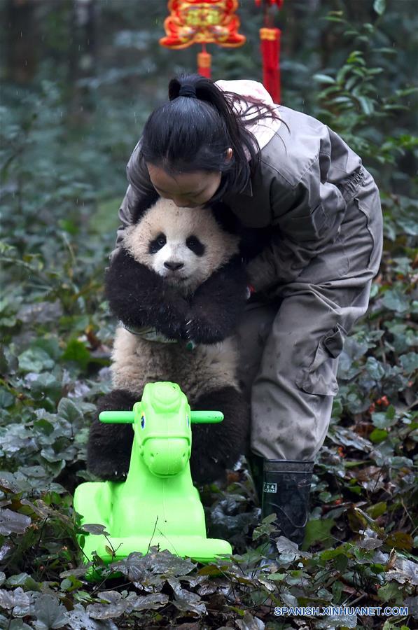 Pandas posan para felicitaciones de A?o Nuevo Lunar en China