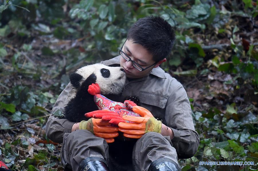 Pandas posan para felicitaciones de A?o Nuevo Lunar en China