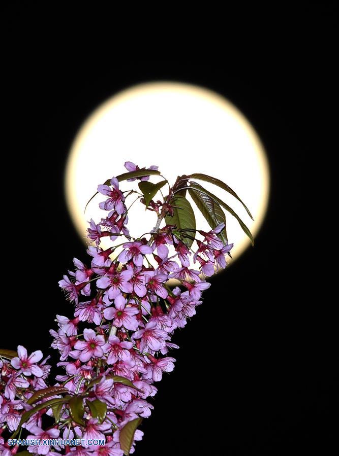 Yunnan: Imágenes de Luna llena y flores de cerezo en Kunming