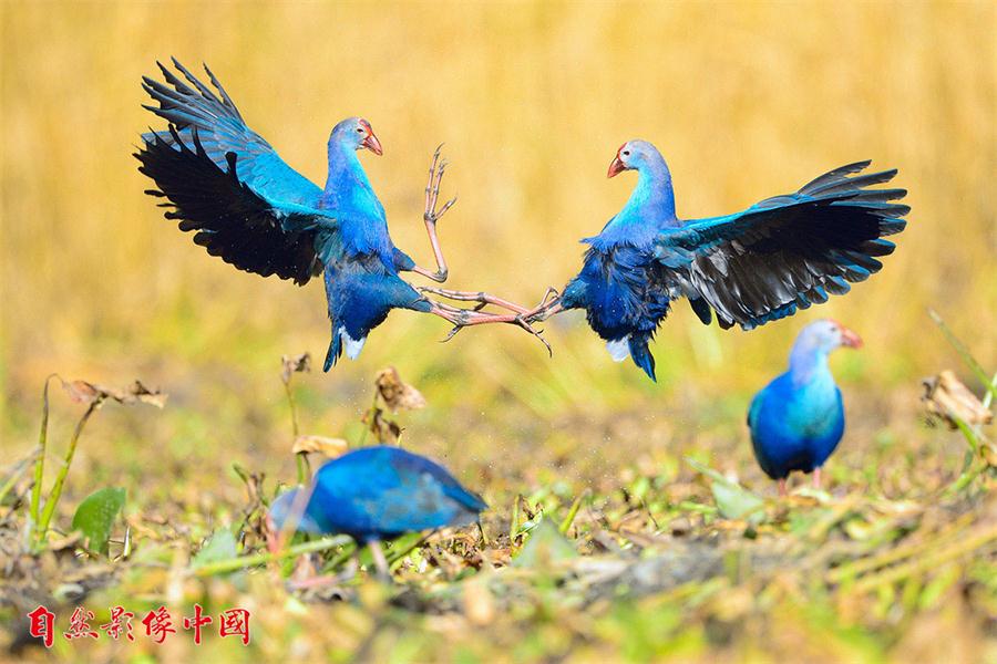 En el A?o del Gallo las aves silvestres de China exhiben su belleza 