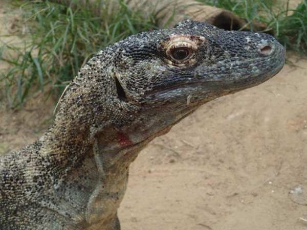 Capacidad inmunológica del Dragón de Komodo pudiera ayudar a combatir bacterias resistentes