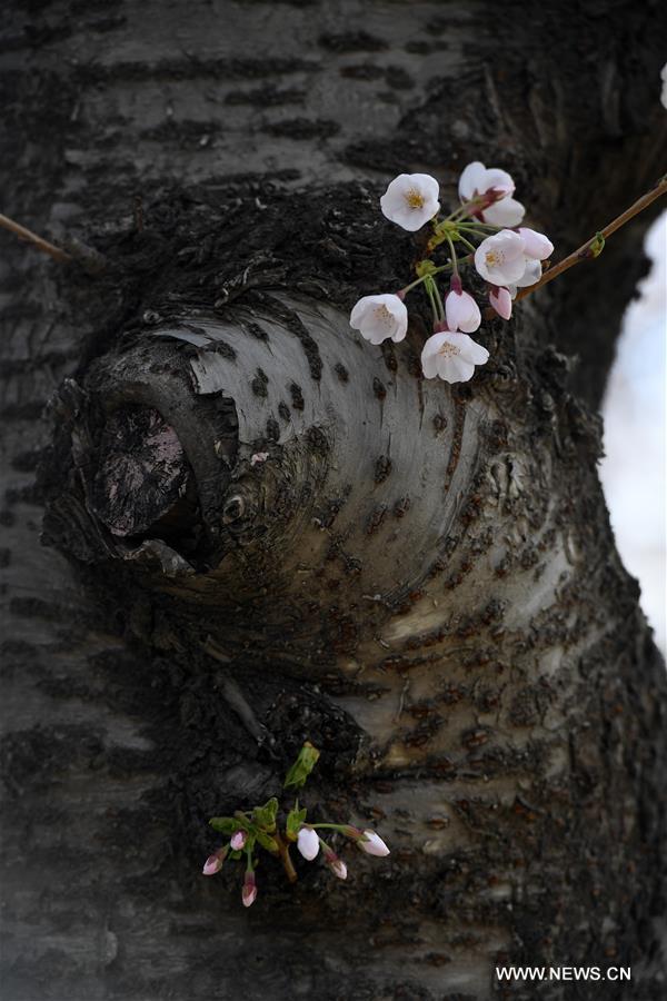 Turistas admiran los cerezo en flor del Parque Yuyuantan en Beijing, capital de China. En la actualidad, más de mil árbolesllenan de encanto el recinto público. A partir de hoy, los visitantes tendrán los mejores siete días para disfrutar este impresionante regalo de la naturaleza, 26 de marzo del 2017. (Foto: Li Jundong) 