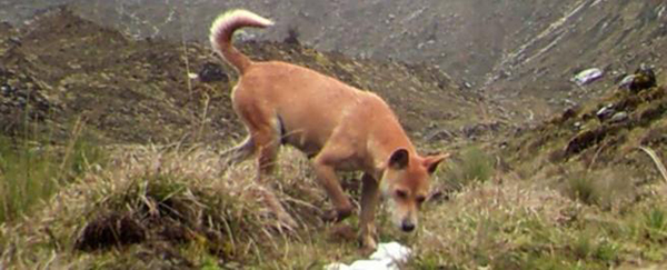 El perro más antiguo y raro del mundo acaba de ser visto en la naturaleza