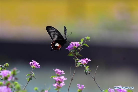 La primavera de Fujian exhibe sus mejores galas