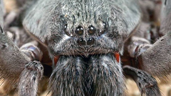 Descubren en México una nueva especie de ara?a gigante