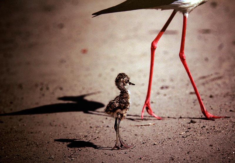 El libro "Aves silvestres del Ecuador", del fotógrafo Wang Jianguo, presenta a los lectores chinos la gran biodiversidad aviar del fascinante país latinoamericano. (Foto: YAC)