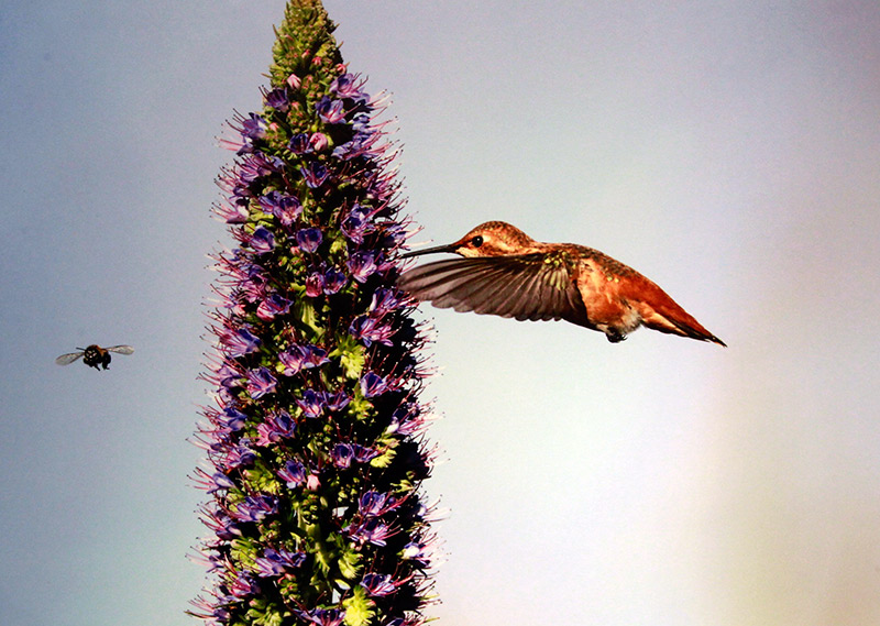 El libro "Aves silvestres del Ecuador", del fotógrafo Wang Jianguo, presenta a los lectores chinos la gran biodiversidad aviar del fascinante país latinoamericano. (Foto: YAC)