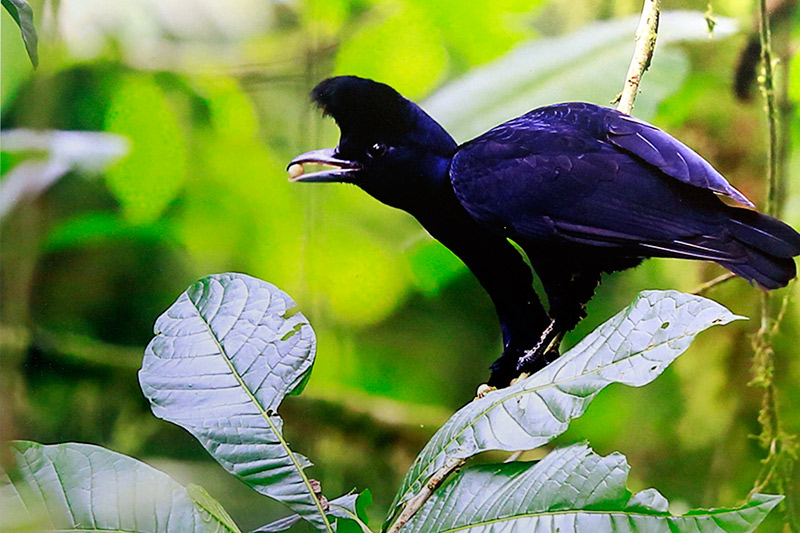 El libro "Aves silvestres del Ecuador", del fotógrafo Wang Jianguo, presenta a los lectores chinos la gran biodiversidad aviar del fascinante país latinoamericano. (Foto: YAC)