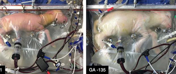 Un útero artificial mantiene con vida a fetos de animales prematuros