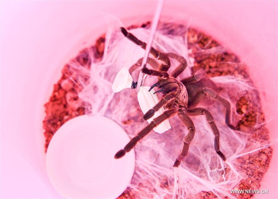 Un laboratorista de una compa?ía de medicina biológica extrae el veneno de una ara?a en Nansheng, Wuzhishan, provincia de Hainan, 22 de mayo del 2017. [Foto: Xinhua]