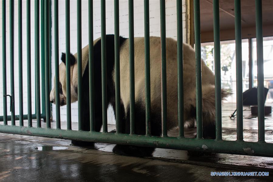 Vista de la panda Xin Xin durante una revisión rutinaria previo al "Homenaje a los Pandas de la Ciudad de México" a 42 a?os de la llegada de los pandas a México, llevado a cabo en el Zoológico de Chapultepec, en la Ciudad de México, capital de México, el 3 de junio de 2017. El Zoológico del Bosque de Chapultepec de la Ciudad de México recibió el sábado un reconocimiento especial, de parte de China, por las acciones de conservación y cuidado de los osos panda. Estas acciones se iniciaron desde hace 42 a?os, cuando llegó del país asiático una pareja de pandas conocidos como "Pe Pe" y "Ying Ying", que han sido la pareja más prolífica a nivel mundial, ya que concibieron en cautiverio y en la Ciudad de México siete crías adultas (tres machos y cuatro hembras). El evento fue organizado como parte de las actividades culturales internacionales desarrolladas por la embajada de China, el Centro Cultural de China en México y el Instituto Nacional de Bellas Artes de México, que este a?o tienen como tema central a las pandas gigantes del Zoológico de Chapultepec. (Xinhua/Francisco Ca?edo)