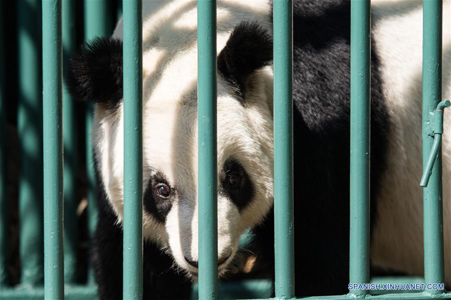 Vista de la panda Xin Xin durante una revisión rutinaria previo al "Homenaje a los Pandas de la Ciudad de México" a 42 a?os de la llegada de los pandas a México, llevado a cabo en el Zoológico de Chapultepec, en la Ciudad de México, capital de México, el 3 de junio de 2017. El Zoológico del Bosque de Chapultepec de la Ciudad de México recibió el sábado un reconocimiento especial, de parte de China, por las acciones de conservación y cuidado de los osos panda. Estas acciones se iniciaron desde hace 42 a?os, cuando llegó del país asiático una pareja de pandas conocidos como "Pe Pe" y "Ying Ying", que han sido la pareja más prolífica a nivel mundial, ya que concibieron en cautiverio y en la Ciudad de México siete crías adultas (tres machos y cuatro hembras). El evento fue organizado como parte de las actividades culturales internacionales desarrolladas por la embajada de China, el Centro Cultural de China en México y el Instituto Nacional de Bellas Artes de México, que este a?o tienen como tema central a las pandas gigantes del Zoológico de Chapultepec. (Xinhua/Francisco Ca?edo)