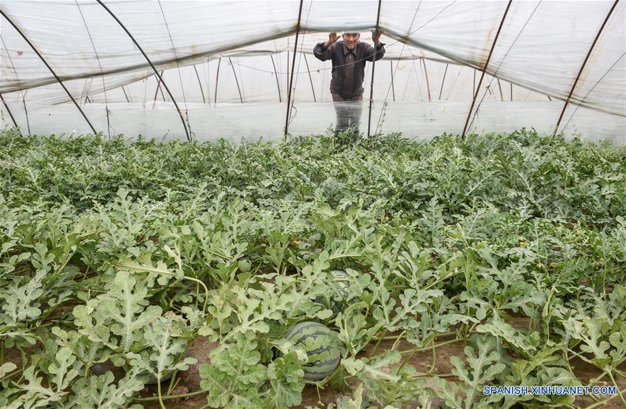 Agricultor se hace rico por plantar sandía en invernaderos