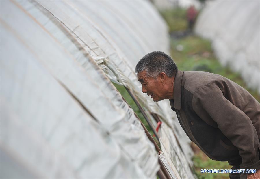 Agricultor se hace rico por plantar sandía en invernaderos