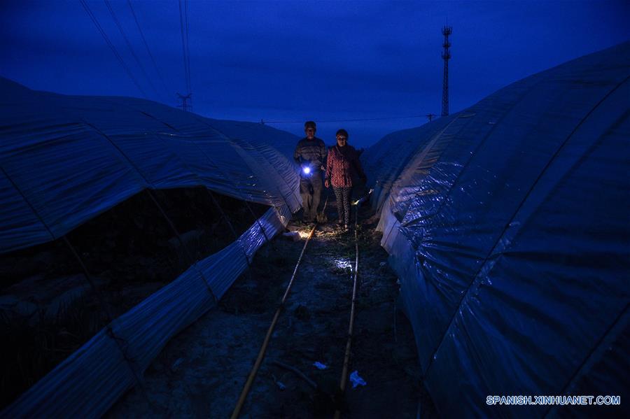 Agricultor se hace rico por plantar sandía en invernaderos