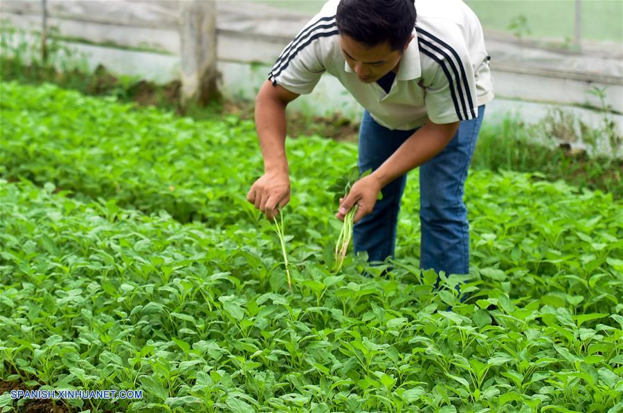 GUANGDONG, junio 18, 2017 (Xinhua) -- Imagen del 13 de junio de 2017, del agricultor Song Rongtian recolectando amaranto comestible en una base de vegetales para mercados de Hong Kong, en Dongguan, en la provincia de Guangdong, en el sur de China. Según las estadísticas de las autoridades locales, más del 85 por ciento de los vegetales, frutas y aves de corral vivas que llegaron desde la parte continental de China a los mercados de Hong Kong, fueron transportados a través del puerto Wenjindu de Shenzhen. (Xinhua/Mao Siqian)