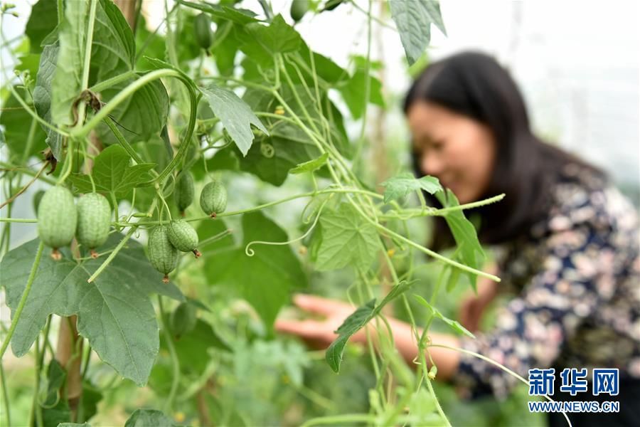 Jiangsu: Sandías peque?as ya están maduras y salen a la venta