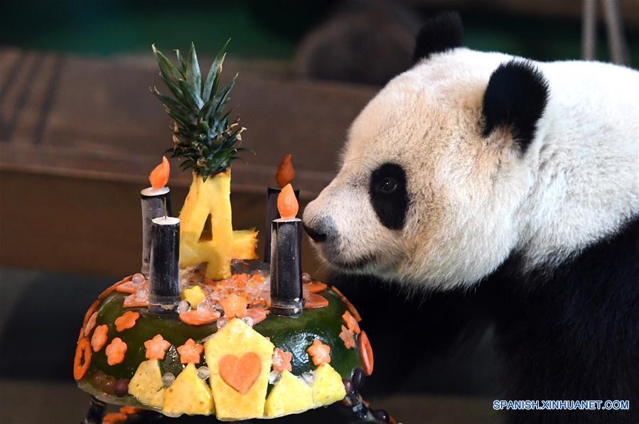 Primer panda nacido en Taiwan celebra su cuarto cumplea?os