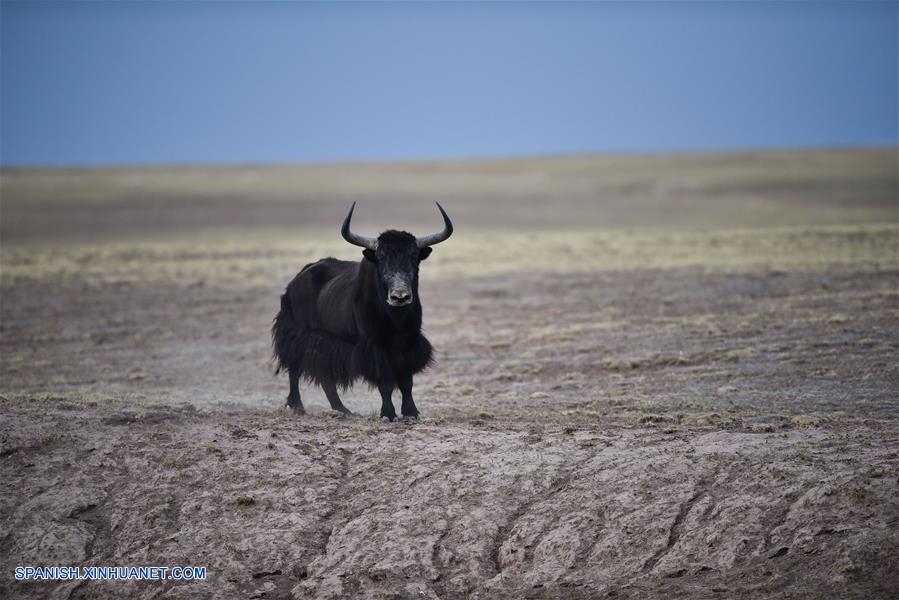 Incluyen a sitio chino Hoh Xil de Qinghai en Lista de Patrimonio Mundial