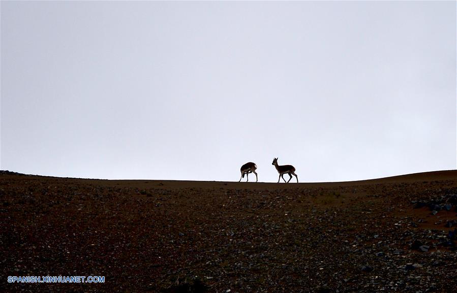 Incluyen a sitio chino Hoh Xil de Qinghai en Lista de Patrimonio Mundial