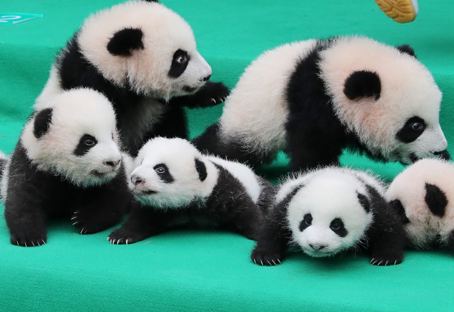 11 pandas gigantes dan sus primeros pasos en público