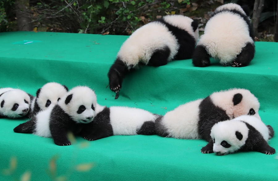 11 pandas gigantes dan sus primeros pasos en público