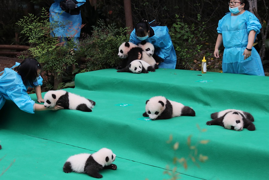 11 pandas gigantes dan sus primeros pasos en público