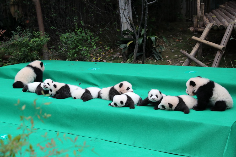 11 pandas gigantes dan sus primeros pasos en público