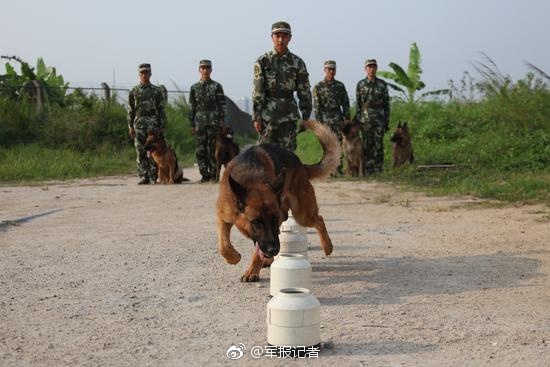 Fuerzas del orden organizan funeral para un perro policía en Guangdong