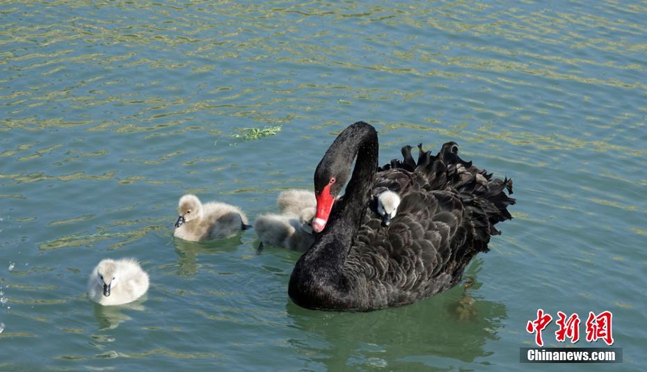 Cisne y sus crías deleitan a los visitantes de un parque en Xinjiang