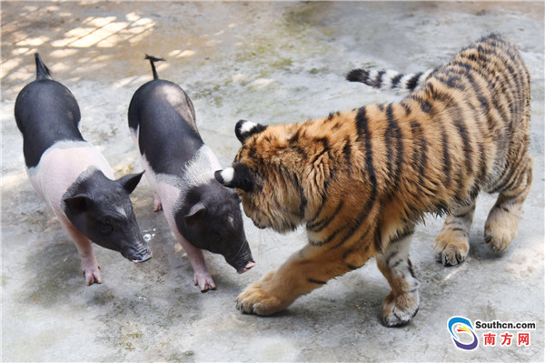 Un tigre siberiano se hace amigos de varios cerditos en el zoológico de Shenzhen