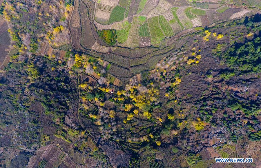 Los árboles ginkgo de Guilin encantan el paisaje