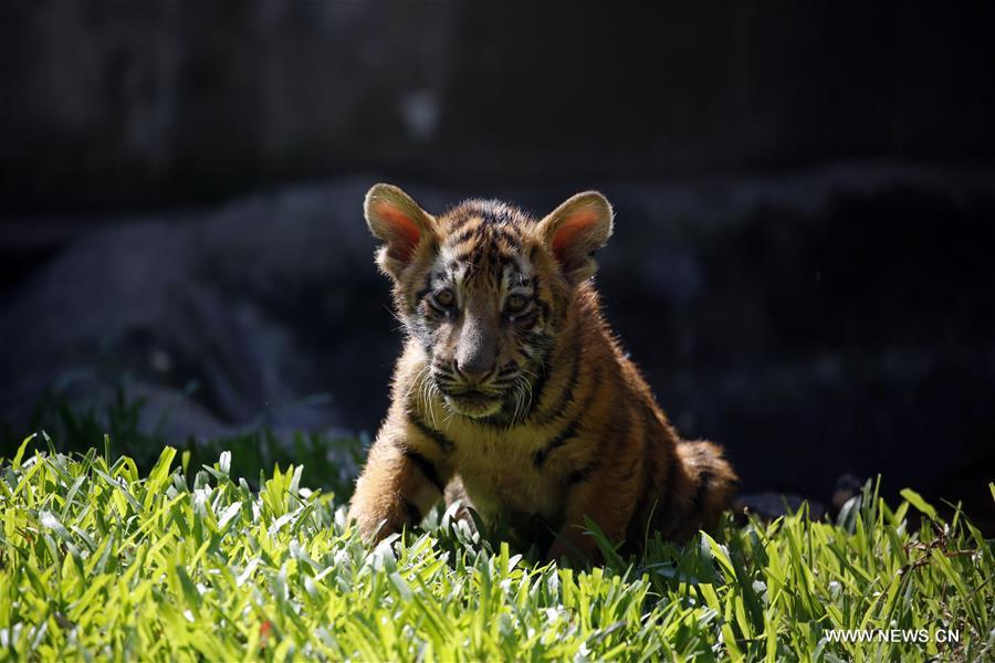 Dos cachorros de tigre se reúnen con el público en el Zoológico de Yangon