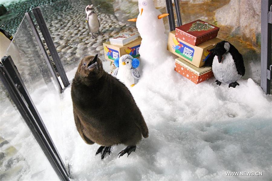 Tras una década de intentos, Singapur logra su primer pingüino rey